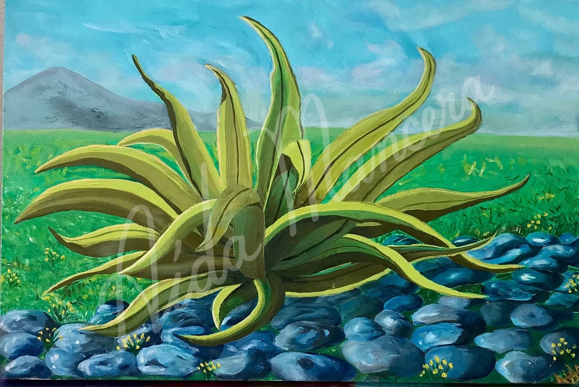 Maguey 4